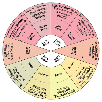 Fig_Flavor_Wheel.jpg