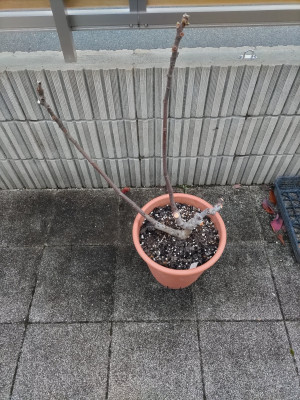 DSC_2502.JPG (3.3 MiB) 閲覧された回数 1021 回 DSC_2502.JPG