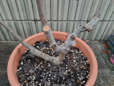 DSC_2503.JPG (1.69 MiB) 閲覧された回数 1019 回 DSC_2503.JPG